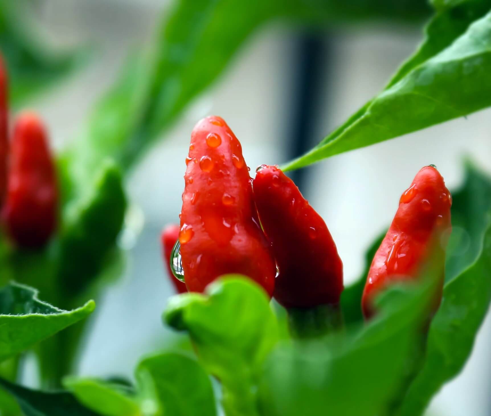 Chili peppers on vine