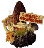 Griffith Magic of Mushrooms