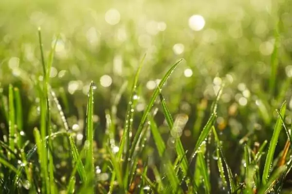 fresh grass