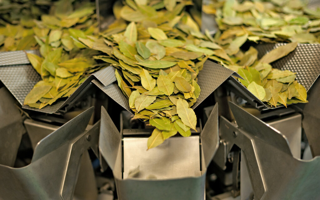 Fresh bay leaves moving along a food processing machine in an ingredient production facility, showcasing quality control and bulk preparation.